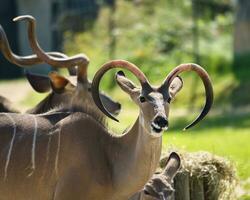 kudu touro dentro a Paris zoológico parque, antigamente conhecido Como a bois de Vincennes, 12º arrondissement do Paris, que cobre a área do 14.5 hectares foto