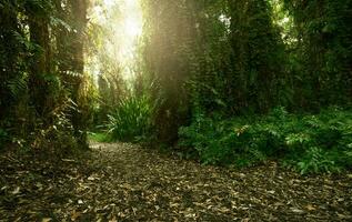 sereno floresta caminho dentro verão. verde floresta e floresta trilha. tropical selva aventura. verde árvores capturar co2. carbono neutralidade e internet zero emissões conceito. sustentável verde ambiente. foto