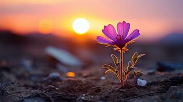 uma solteiro roxa flor dentro a meio do uma campo às pôr do sol generativo ai foto