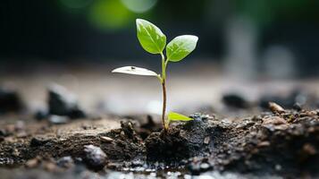 uma pequeno plantar é crescendo Fora do a terra generativo ai foto