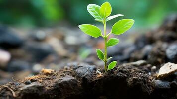 uma pequeno plantar é crescendo Fora do a terra generativo ai foto