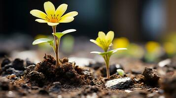 dois pequeno amarelo flores estão crescendo Fora do a terra generativo ai foto