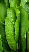 uma fechar acima do uma grupo do verde banana folhas generativo ai foto