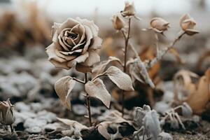 uma morto rosa dentro a meio do uma campo generativo ai foto