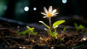 uma pequeno branco flor é crescendo dentro a sujeira generativo ai foto