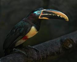 aracari orelhudo castanho foto