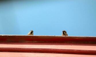 casal do pardais estão empoleirado em uma de madeira cobertura contra a azul céu foto