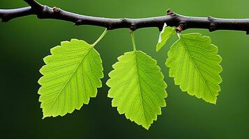 três verde folhas em uma ramo generativo ai foto