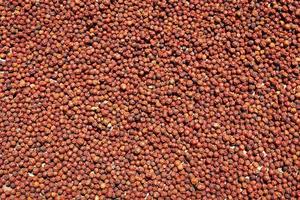 muitos grãos de pimenta vermelha asiáticos secando ao sol. foto