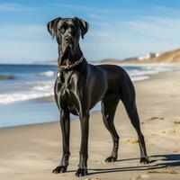 uma majestoso ótimo dinamarquês em pé em uma de praia com uma Preto trela foto