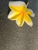 amarelo frangipani flor lays dentro estético plano Rocha foto