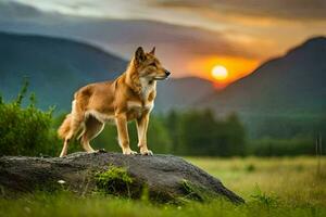 uma dingo é em pé em uma Rocha dentro frente do uma pôr do sol. gerado por IA foto