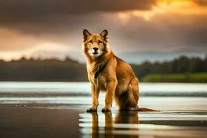 uma cachorro em pé em a de praia às pôr do sol. gerado por IA foto