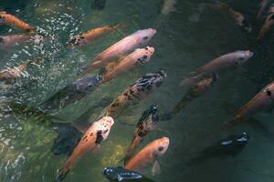 fechar acima do vários koi peixe natação dentro uma lago. lindo, exótico, colorida, bokeh fundos. foto