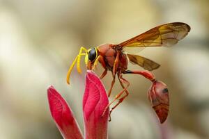 imagem do oleiro vespa delta sp, eumeninae em flor. inseto animal foto