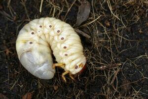 imagem do grub vermes, coco rinoceronte besouro oryctes rinoceronte, larva em a chão. foto