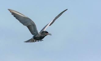 adulto Preto andorinha-do-mar - clidonias Níger - paira dentro azul céu com alto chamando sons foto