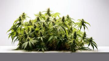 cannabis plantas em branco fundo. maconha o negócio conceito. medicinal indícios com cbd. gerado por IA foto