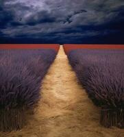 uma campo do lavanda e trigo dentro frente do uma tormentoso céu generativo ai foto