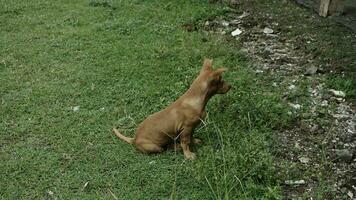 a Castanho cachorro sentar em a Relva e Veja às alguma coisa em a verde grama. foto