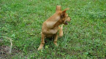 a Castanho cachorro sentar em a Relva e Veja às alguma coisa em a verde grama. foto