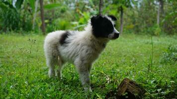 uma Preto e branco cachorro em pé em a Relva dentro a jardim. foto