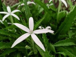 laurentia longiflora ou isotoma flor longa foto