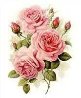 aguarela Rosa flores vintage rosa natureza Projeto beleza floral ilustração foto