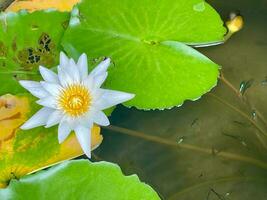 branco lótus flores dentro a peixe lagoa foto