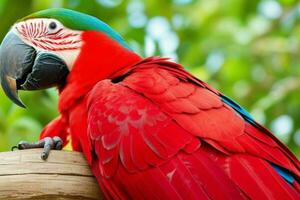 lindo vermelho arara papagaio. ai generativo pró foto