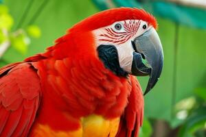 lindo vermelho arara papagaio. ai generativo pró foto