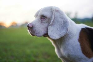 retrato do uma fofa branco cabelo beagle cachorro ao ar livre em a verde Relva dentro a Prado. foto