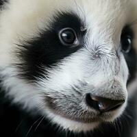 fechar-se do uma pandas face com adorável Preto e branco foto