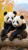 dois pandas sentado juntos olhando conteúdo e relaxado foto