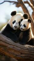 dois pandas sentado juntos olhando conteúdo e relaxado foto