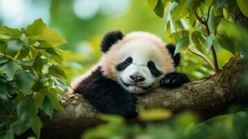 uma bebê panda cochilando em uma árvore filial, cercado de exuberante vegetação foto