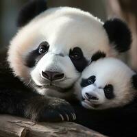 uma mãe panda e dela filhote aconchegado acima juntos para uma sesta foto