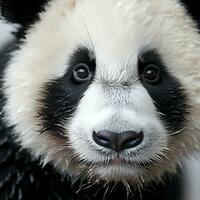 fechar-se do uma pandas face com adorável Preto e branco foto