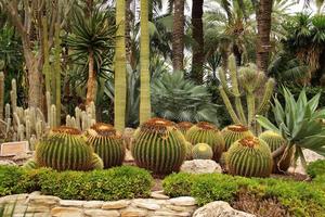 grandes cactos redondos esféricos, jardim de cactos foto