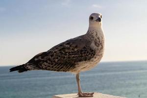 gaivota em portugal foto