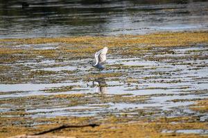 pássaro garça no lago procurando uma presa foto