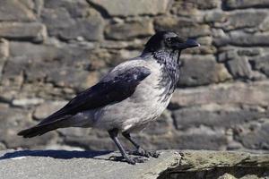 corvo ou corvo em fuerteventura - corvus corax foto