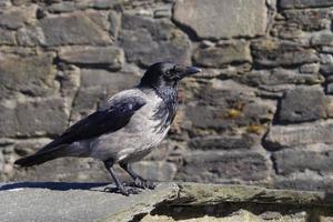 corvo ou corvo em fuerteventura - corvus corax foto