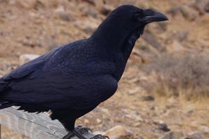 corvo ou corvo em fuerteventura - corvus corax foto
