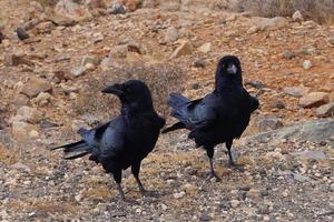 corvo ou corvo em fuerteventura - corvus corax foto