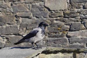 corvo ou corvo em fuerteventura - corvus corax foto