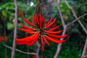 árvore de coral - korallenbaum erythrina speciosa foto