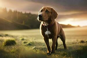 uma cachorro é em pé dentro uma campo às pôr do sol. gerado por IA foto