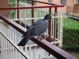 pombo de madeira comum foto