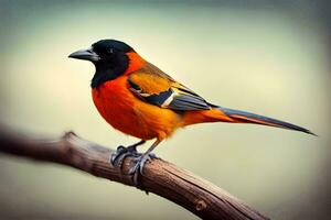 uma pássaro com laranja e Preto penas sentado em uma ramo. gerado por IA foto